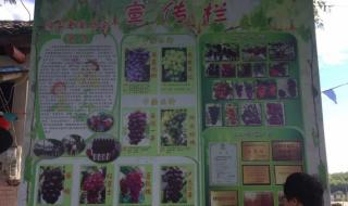 暑期社会实践报告书
