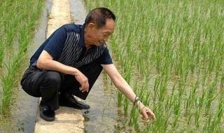 袁隆平贡献有哪些